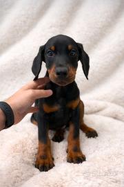 Cucciolo di Dobermann