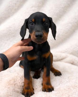 Cucciolo di Dobermann