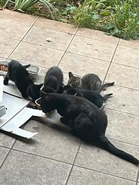 Regaliamo gattini