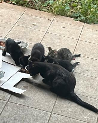 Regaliamo gattini