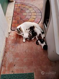 Adozione gattini