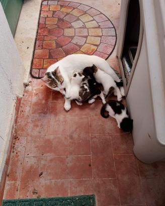 Adozione gattini