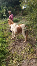 Cavallino pony maschio
