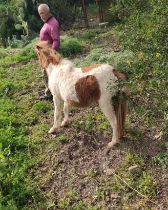 Cavallino pony maschio