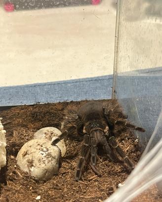 Tarantola + Teca