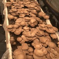 Ballette pronte già incubate per la coltivazione