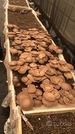 Ballette pronte già incubate per la coltivazione