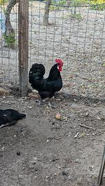 Galline Austrolorp e Valplatani