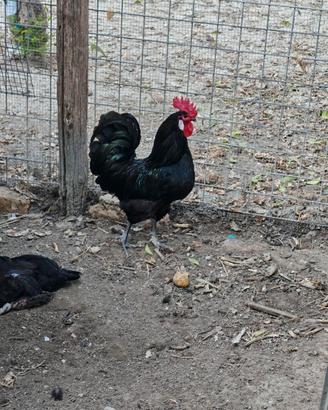 Galline Austrolorp e Valplatani