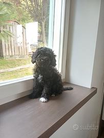 Femminuccia di barboncino o toy