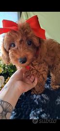 Cucciole barboncino nano red