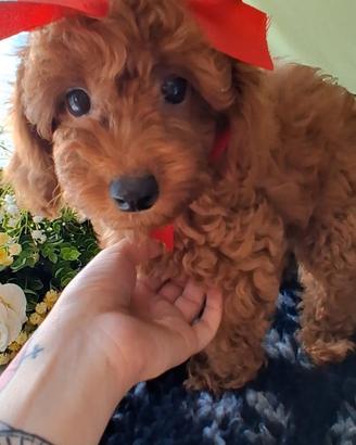 Cucciole barboncino nano red