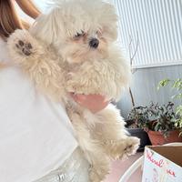 Maltese toy per monta 2kg