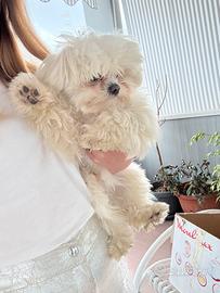 Maltese toy per monta 2kg