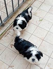 Due cucciole Shitzu-Maltese