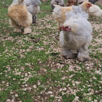 Brahma