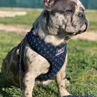 Monta bulldog francese blu merle