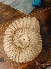 Candela Fossile Trilobite