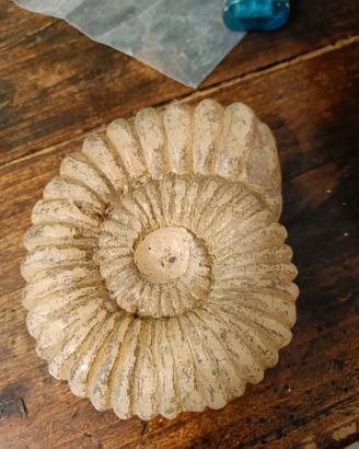 Candela Fossile Trilobite