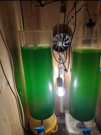 Phytoplancton, zooplancton e mangrovie