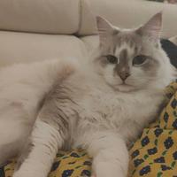 Gatto siberiano maschio per monta