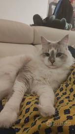 Gatto siberiano maschio per monta