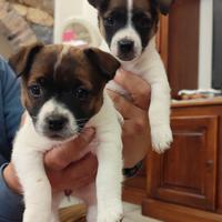 Jack russell