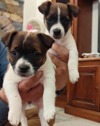 Jack russell