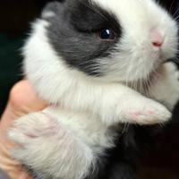 Conigli super mini toy nani 1 kg da adulti