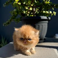 Persiano Ipertipo o Exotic Shorthair