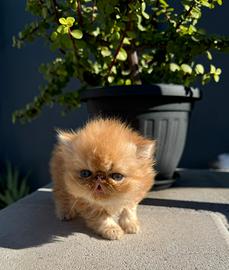 Persiano Ipertipo o Exotic Shorthair