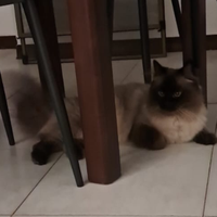 Gatto siberiano Pedigree, disponibile monta