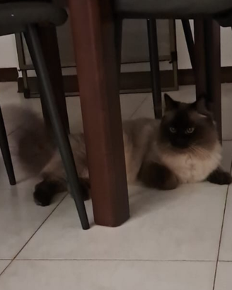 Gatto siberiano Pedigree, disponibile monta