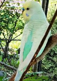 Pappagallini ondulati maschi e femmine