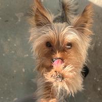 Yorkshire per accoppiare