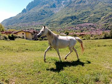 Cavalla per passeggiata/trekking
