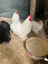 Gallo cocincina nana