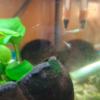 Caridine rosse, grigie e marrone striato