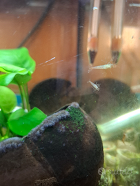 Caridine rosse, grigie e marrone striato