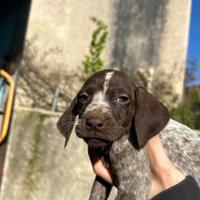 Cuccioli di bracco tedesco Kurzhaar