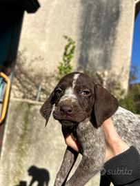 Cuccioli di bracco tedesco Kurzhaar