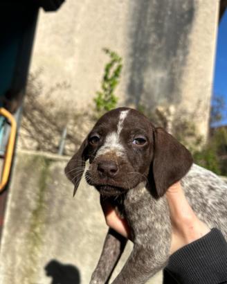 Cuccioli di bracco tedesco Kurzhaar