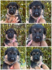 Cuccioli pastore tedesco nero focato