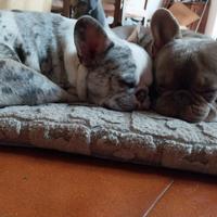 Stallone bulldog francese esotico