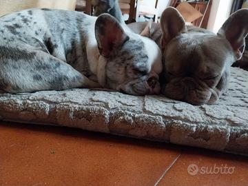 Stallone bulldog francese esotico