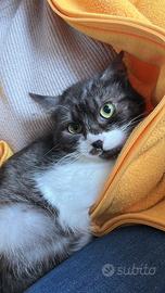 Adozione responsabile - lucilla circa 5 mesi