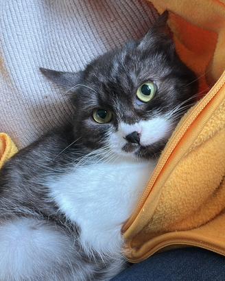 Adozione responsabile - lucilla circa 5 mesi