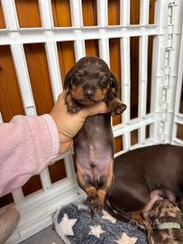 Bassotto CUCCIOLI a pelo corto CIOCCOLATO Pedigree