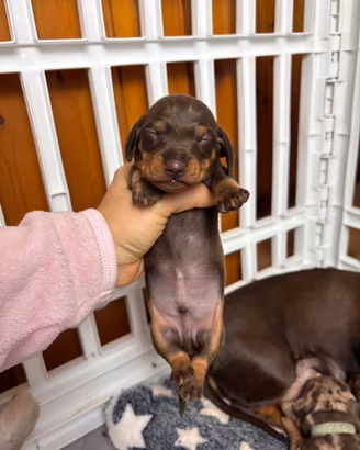 Bassotto CUCCIOLI a pelo corto CIOCCOLATO Pedigree