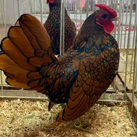 Polli razza Sebright